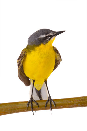 Western Yellow Wagtail isolated on white backgroundの写真素材