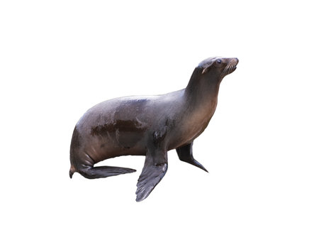 california seal isolated on white backgroundの写真素材