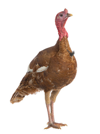 red bourbon turkey female isolated on a white backgroundの写真素材