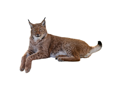 Carpathian lynx lies isolated on white backgroundの写真素材
