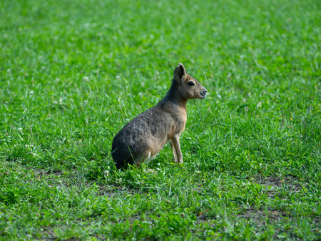 Dolichotis patagonum sits on green grassの写真素材