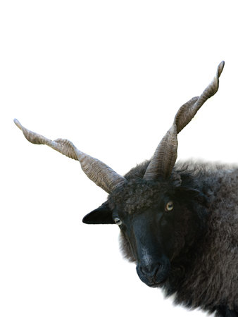 portrait ovis aries isolated on white backgroundの写真素材