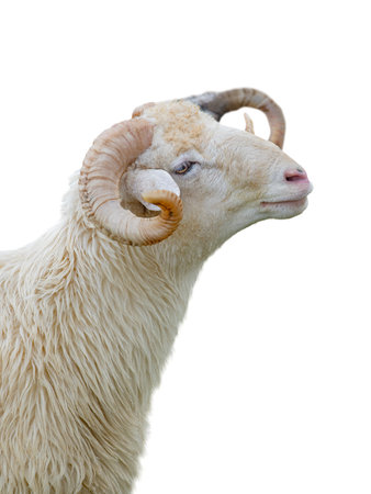 portrait of a ram isolated on white backgroundの写真素材
