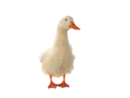 duck isolated on white backgroundの写真素材