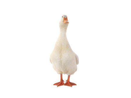 duck white isolated on white backgroundの写真素材