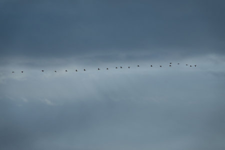 a flock of cormorants flying against the blue sky of cormorants