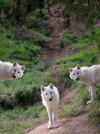young small polar wolves standing against the background of green grassの写真素材
