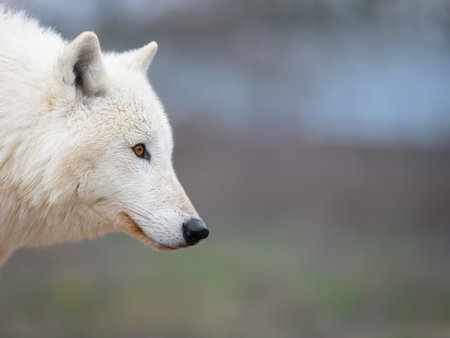 portrait of a white wolf on a gray background