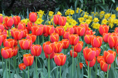 Tulips in full bloom