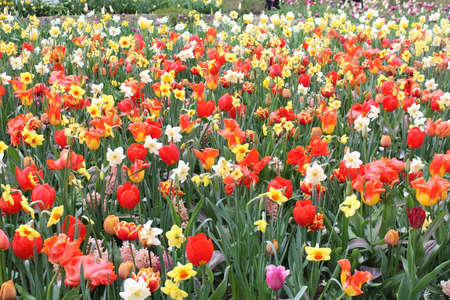 Tulips in full bloom