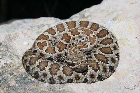 prairie rattlesnake (Crotalus viridis) coiled up on a rock