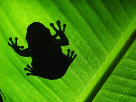 Tree frog silhouette on a green banana leafの写真素材