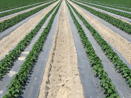 symmetrical rows of pepper plants in a farm fieldの写真素材