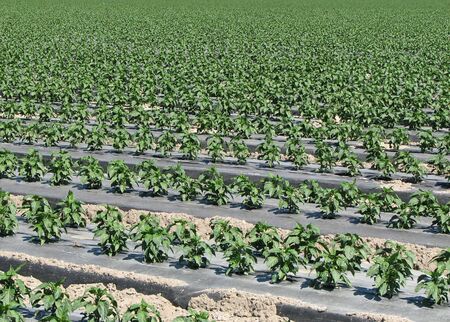 pepper plants fill the frame on a farm in the desertの写真素材