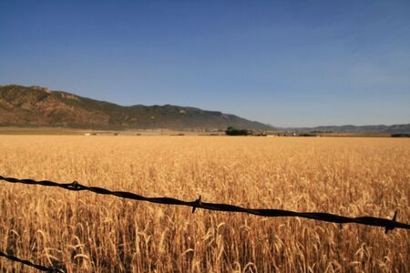 rusted barbed wire fence strand in focus with out of focus wheat field behind itの写真素材