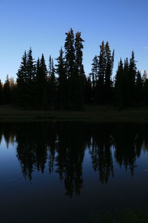 silhouettes of pine trees reflected in a lake in the eveningの写真素材