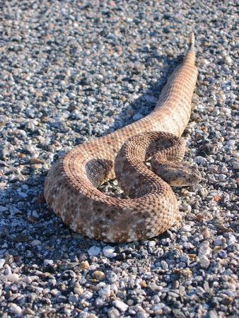 speckled rattlesnake (Crotalus mitchellii pyrrhus) on a road in Southern Californiaの写真素材