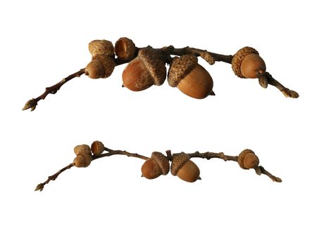 two acorn branch decorative trim elements isolated on pure whiteの写真素材