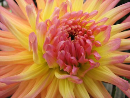 close up of yellow and pink dahlia flowerの写真素材
