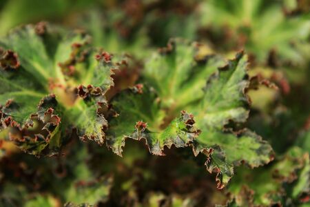 abstract image of contorted begonia leaf edge with shallow depth of field