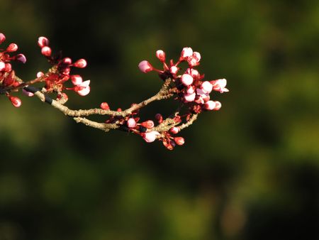 pink cherry buds against a green background herald springの写真素材