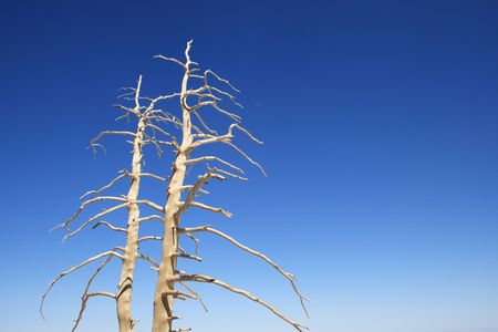 bleached dead tree branches against a blue skyの写真素材