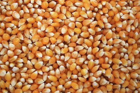 background of dry unpopped yellow popcorn kernels