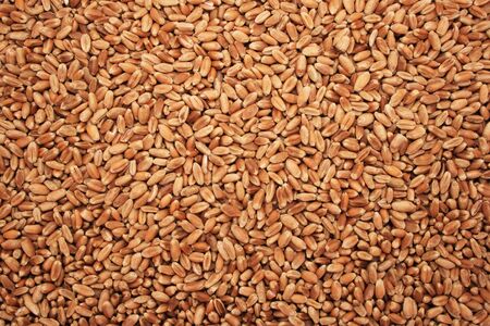 background of dry wheat berriesの写真素材