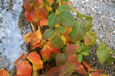 poison ivy leaves turning red and yellow in the fallの写真素材