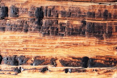old charred pine wood background textureの写真素材