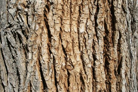 horizontal image of the bark on an old cottonwood (populus fremontii) tree trunkの写真素材