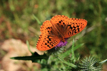 orange great spangled fritillary butterfly (Speyeria cybele) on a thistle flowerの写真素材