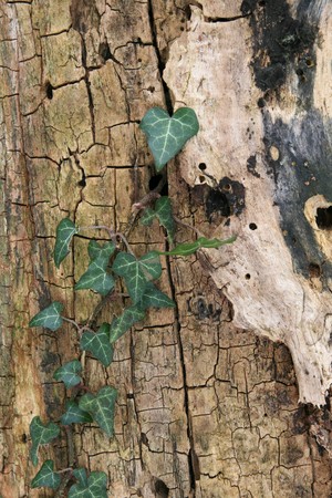 english ivy vine growing up old dead tree trunk