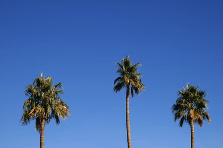 three fan palm trees against a clear blue skyの写真素材