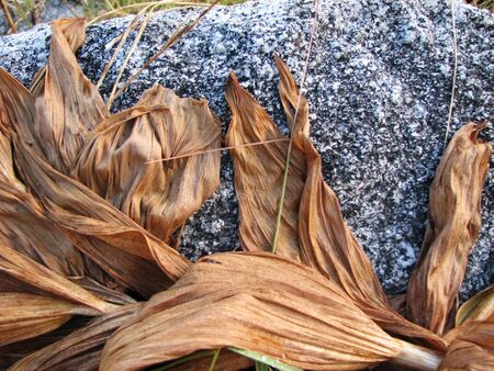 dead brown Corn Lily (Veratrum californicum) leaves and stalk on a granite boulder