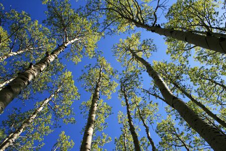 view up in aspen (Populus tremuloides) grove in the spring with fresh green leaves in the tree topsの写真素材