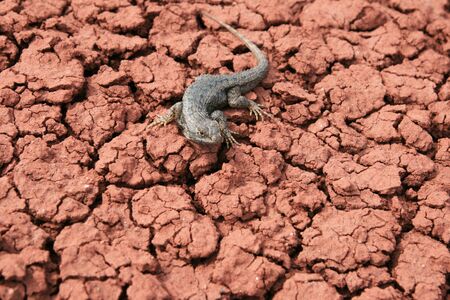 northwestern fence lizard (Sceloporus occidentalis) on cracked red clay groundの写真素材