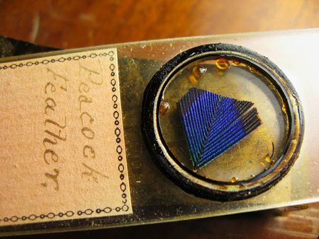 old labeled antique microscope slide of peacock featherの写真素材