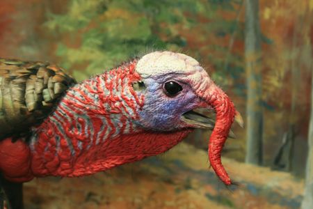 male tom turkey (Meleagris gallopavo) head showing coloration and snoodの写真素材