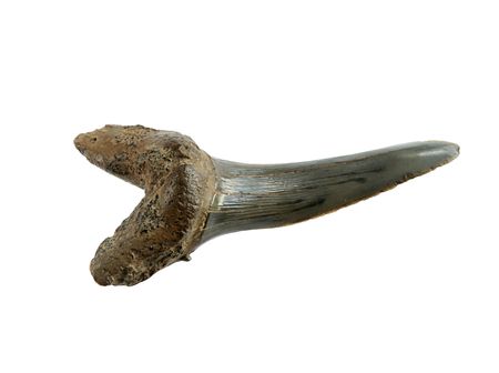 macro of fossil shark tooth isolated on whiteの写真素材