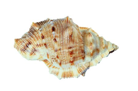small sea shell isolated on white backgroundの写真素材