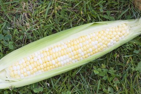 a partially shucked ear of fresh sweet corn on the grass
