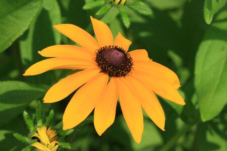 close up of yellow black-eyed susan flowerの写真素材