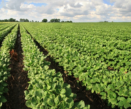 farm with soybean field with rows of soya bean plantsの写真素材