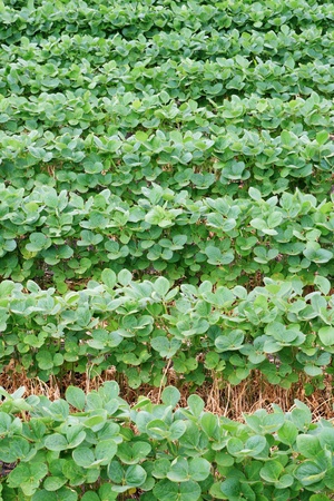 vertical image of soybean field with horizontal rows of soya bean plants in dark wet soilの写真素材