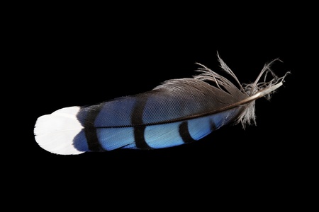 macro of blue jay feather on black backgroundの写真素材