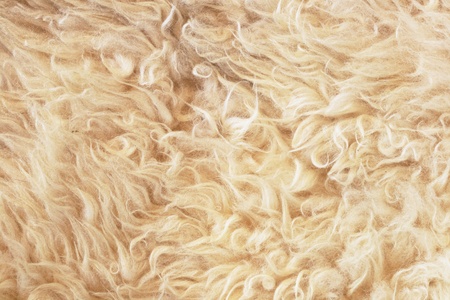 gray wooly sheep fleece for background textureの写真素材