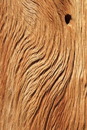 weathered and eroded bristlecone pine wood background textureの写真素材