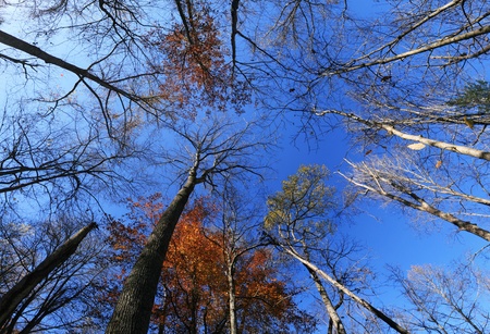 wide angle image of fall tree tops looking up with most leaves fallen