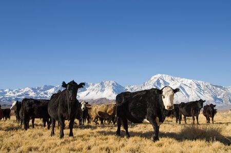 cattle with mountains in the background and blue skyの写真素材